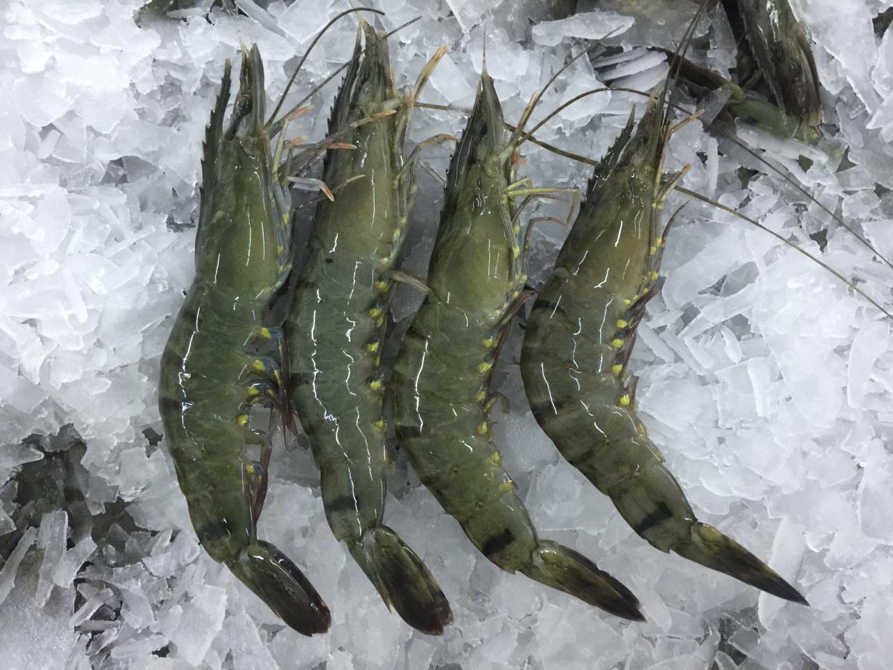 Black Tiger shrimp